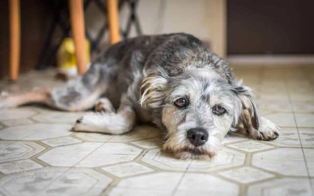 Depressed Pet