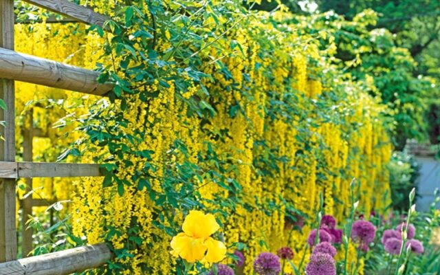 Climbing Plants