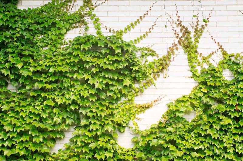 Climbing Plants