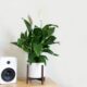 Peace Lily