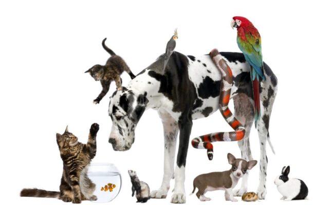 pets