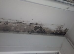 Mold