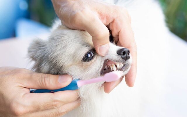 Dog Toothpaste