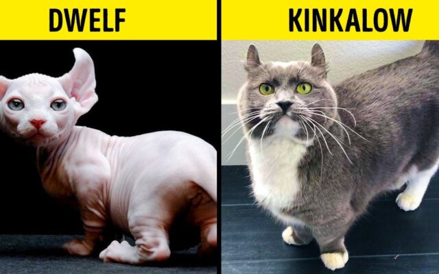 Rare House Cats