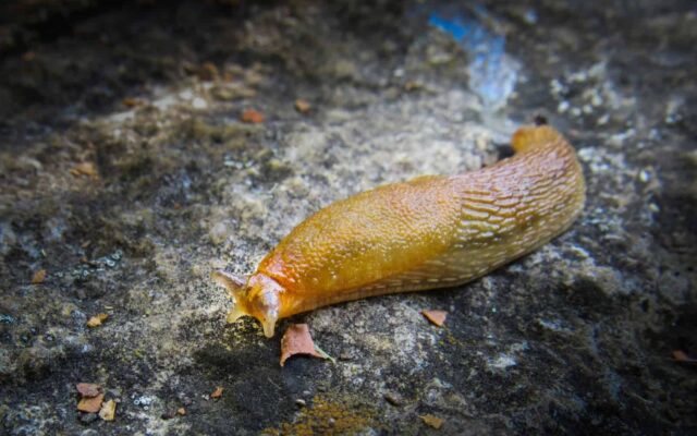 Slime of Slug