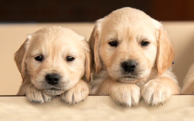 Adorable Dog Breeds
