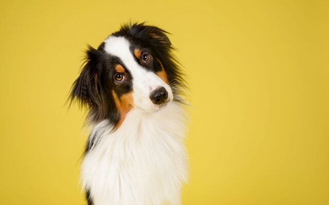 dna test on dogs