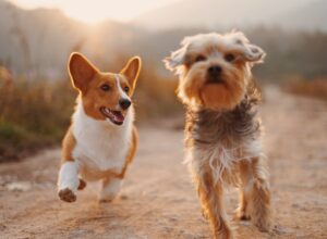 American Dog Breeds