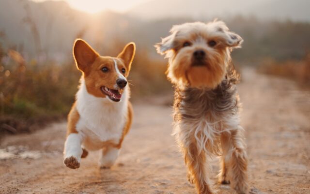 American Dog Breeds