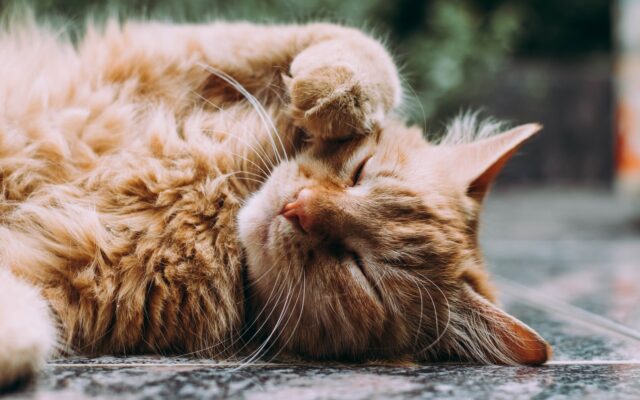Cat Owner