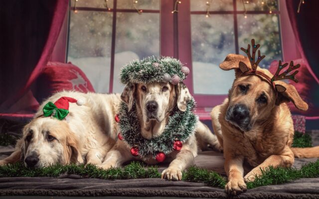 Christmas Animals