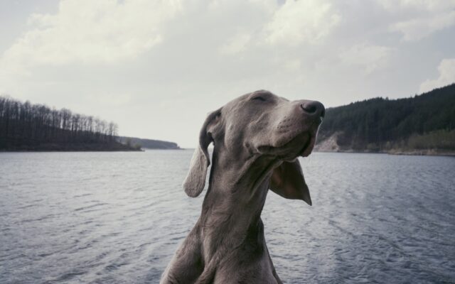 Fastest Dog Breeds