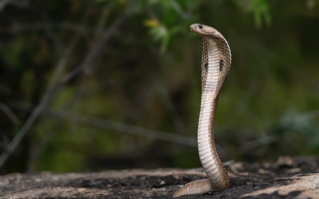 Most Venomous Snakes