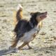 Australian Dog Breeds