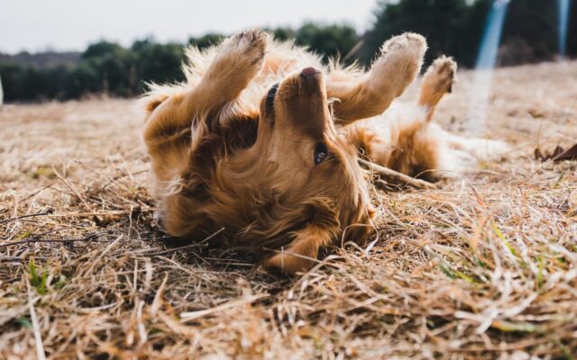 Dog Breeds With the Longest Lifespan