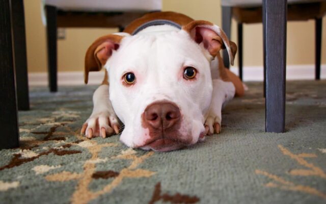 Free Apps for Dog Owners