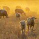 Herding Dog Breeds
