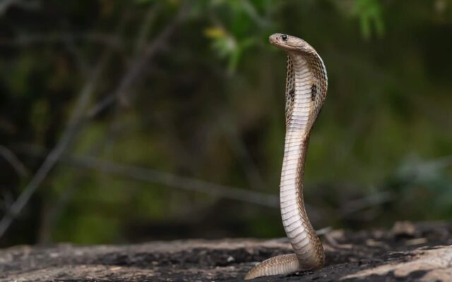 Incredible Fact About Snakes You Should Know