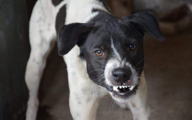 Most Aggressive Dog Breeds