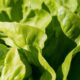 Different Types of Lettuce