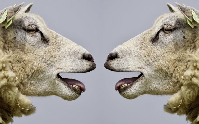 Meat Producing Sheep Breeds