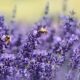 Types of Bees