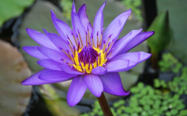 Different Types of Lily Flowers