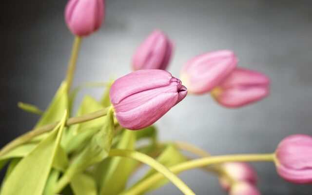 Different Types of Tulips