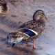Miniature Duck Breeds