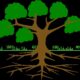 Different Types of Roots in Plants