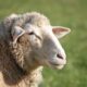 Most Popular Wool Producing Sheep Breeds