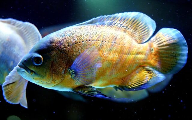Oscar Fish Names