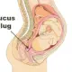 Can Having Sex Break Your Mucus Plug?