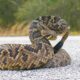 Los 25 Animales Venenosos en Florida: Qué Son, Dónde Viven y Qué Hacer si te Pican